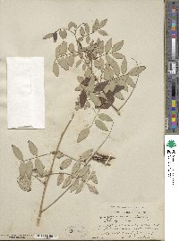 Indigofera incarnata image