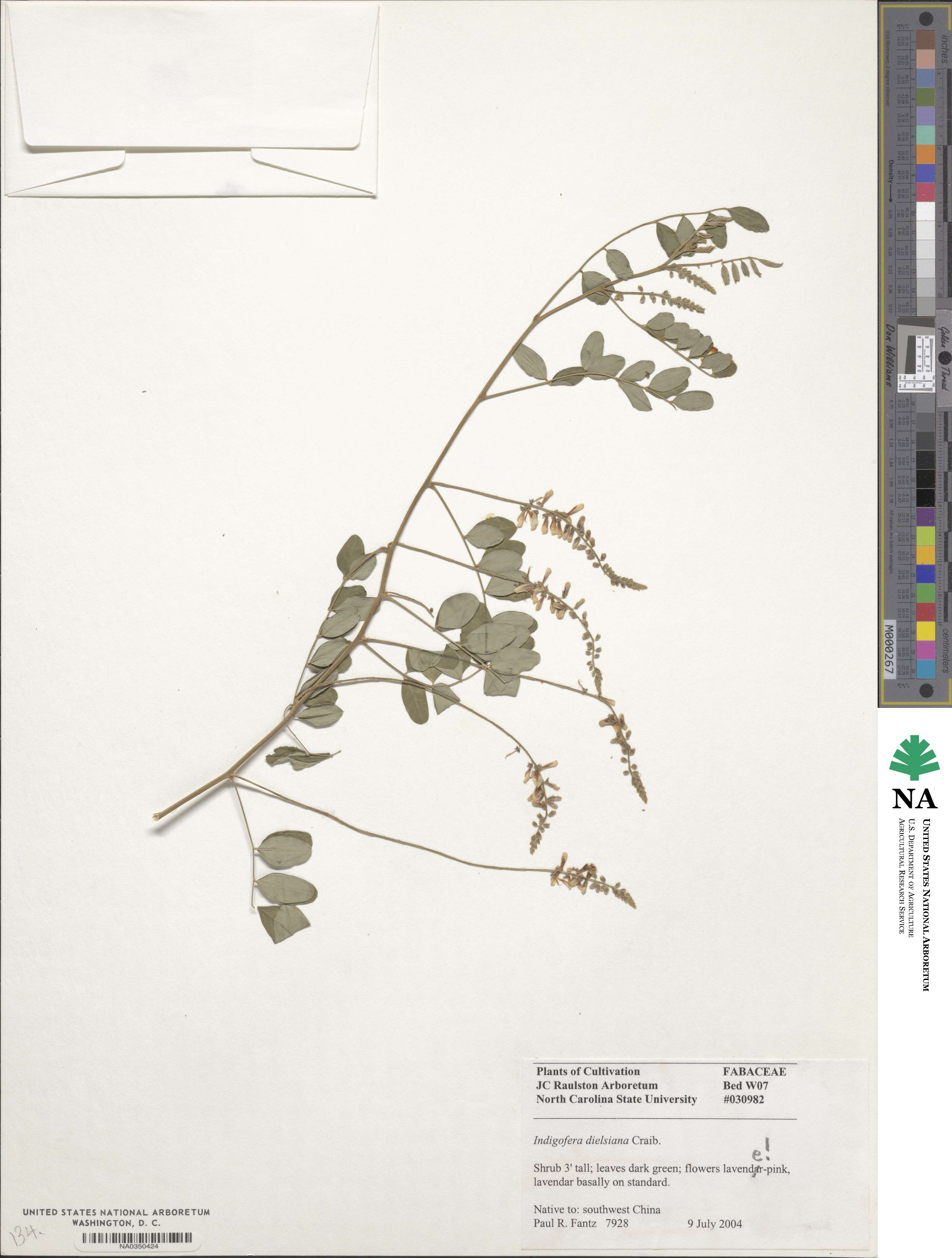 Indigofera balfouriana image