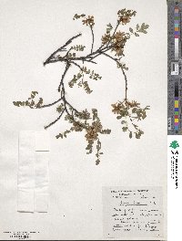 Indigofera balfouriana image