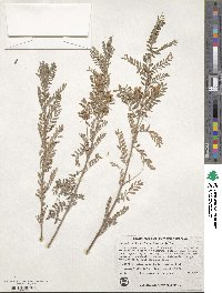 Indigofera dosua image