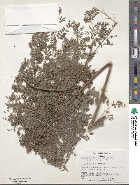 Indigofera dosua image