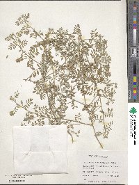 Indigofera hendecaphylla image