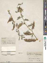 Indigofera hendecaphylla image