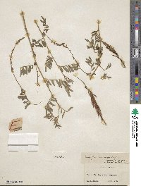 Indigofera hendecaphylla image