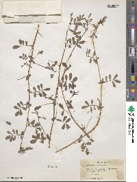 Indigofera hendecaphylla image