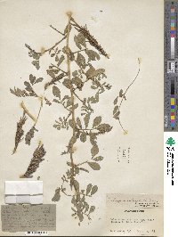 Indigofera hendecaphylla var. hendecaphylla image