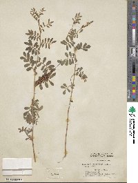 Indigofera hendecaphylla var. hendecaphylla image