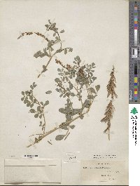 Indigofera hendecaphylla var. hendecaphylla image