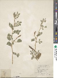 Indigofera hendecaphylla var. hendecaphylla image