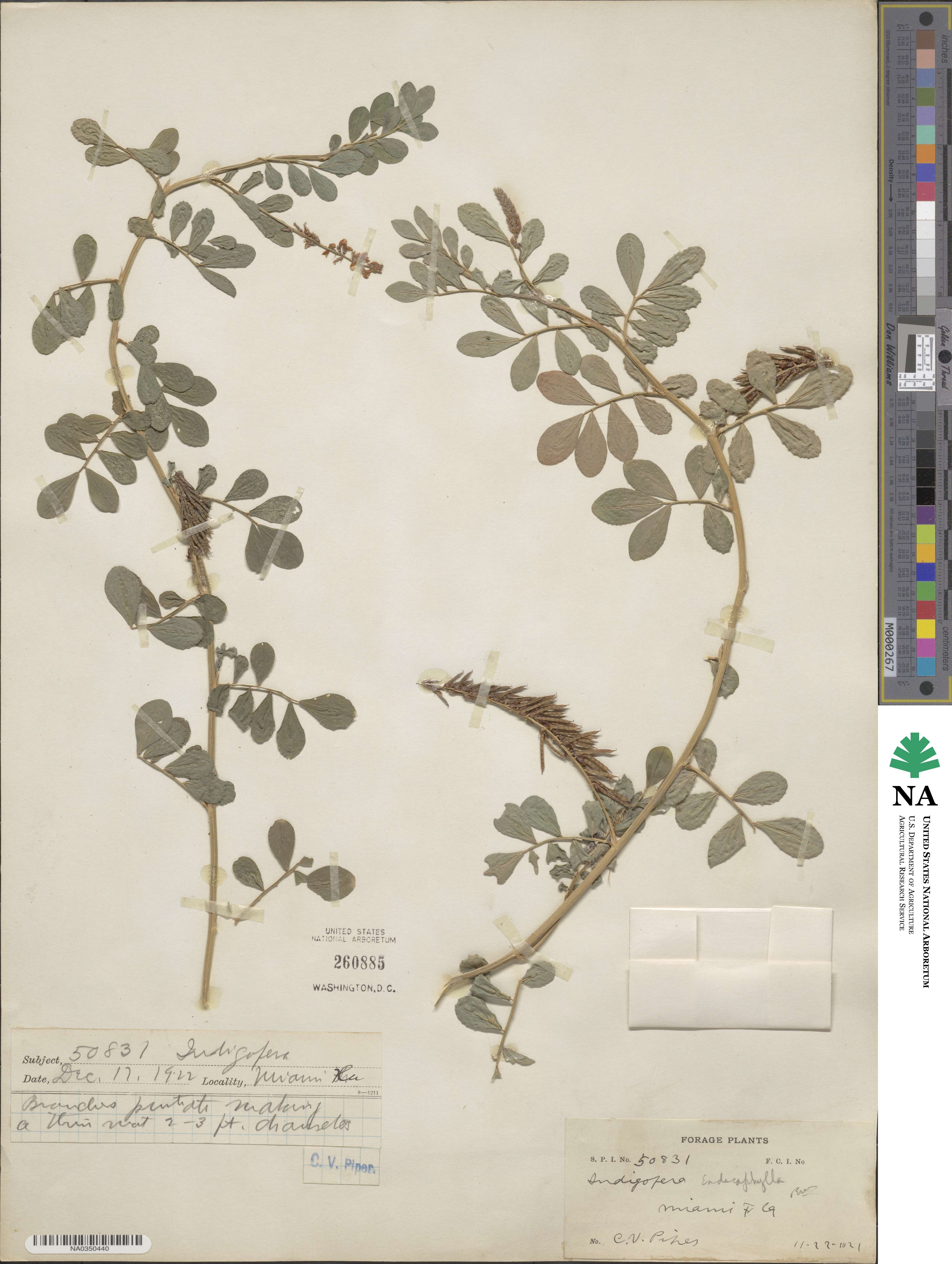 Indigofera hendecaphylla image