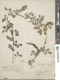 Indigofera hendecaphylla var. hendecaphylla image