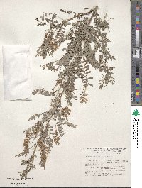 Indigofera heterantha image