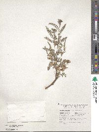 Indigofera heterantha image