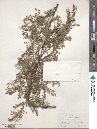 Indigofera heterantha image