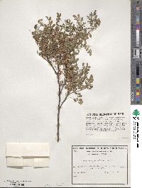 Indigofera heterantha image