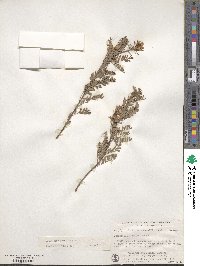 Indigofera heterantha image