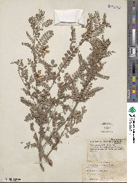 Indigofera heterantha image