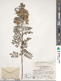 Indigofera heterantha image