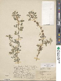 Indigofera glandulosa image