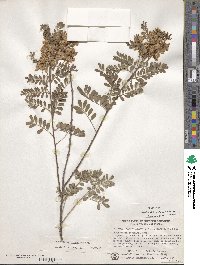 Indigofera heterantha image