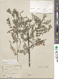 Indigofera heterantha image