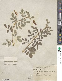 Indigofera hirsuta image