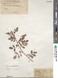 Indigofera hirsuta image