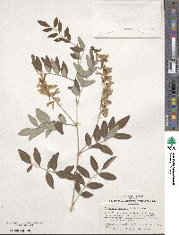 Indigofera incarnata image