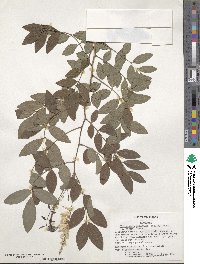 Indigofera incarnata image