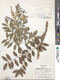 Indigofera incarnata image