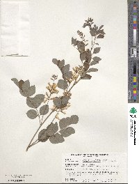 Indigofera kirilowii image