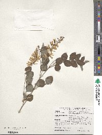 Indigofera kirilowii image