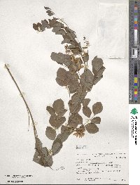 Indigofera kirilowii image