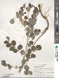 Indigofera kirilowii image