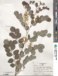 Indigofera kirilowii image