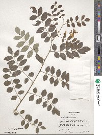 Indigofera kirilowii image