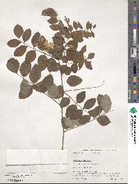 Indigofera kirilowii image