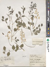 Indigofera kirilowii image