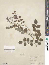 Indigofera kirilowii image