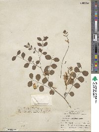 Indigofera kirilowii image