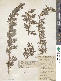 Indigofera lespedezioides image