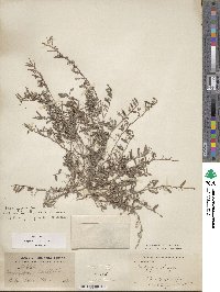 Indigofera linifolia image