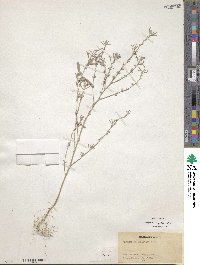Indigofera linifolia image