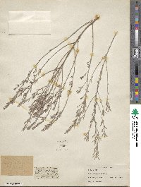 Indigofera linifolia image