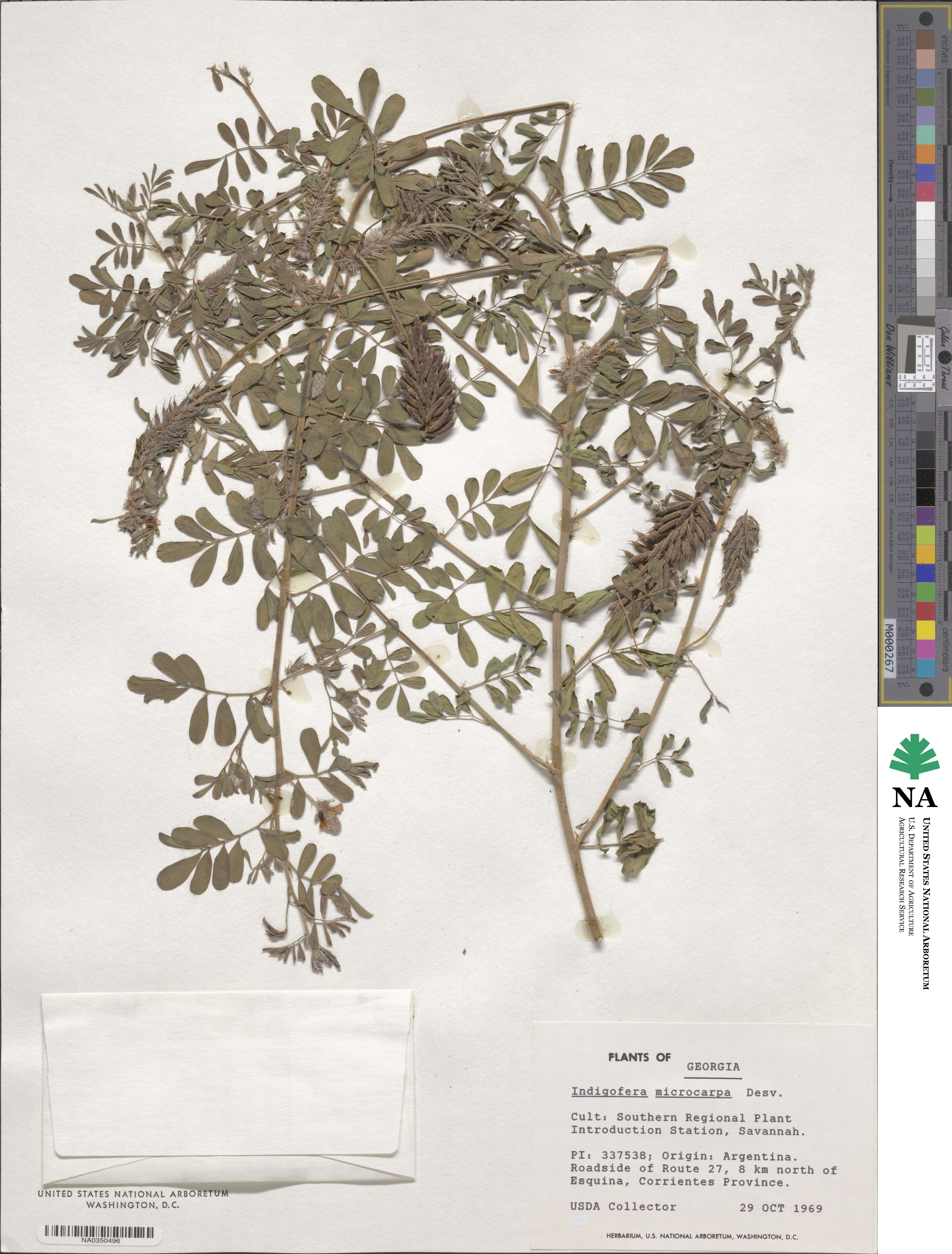 Indigofera microcarpa image