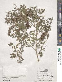 Indigofera microcarpa image