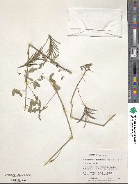 Indigofera mucronata image