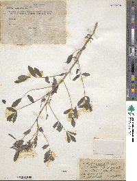 Indigofera mucronata image