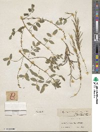 Indigofera mucronata image