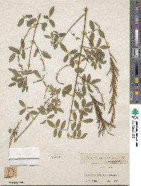 Indigofera mucronata image